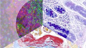 Histology